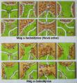 Carcassonne: Mág a čarodějnice (Nová edice) Screenshot